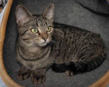 Domestic Short Hair Cats Available for Adoption - Ande | PetCurious
