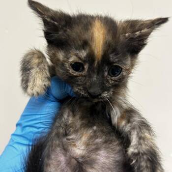 Alex -  Domestic Short Hair Cat for Adoption in Reno, Nevada - Alex | PetCurious