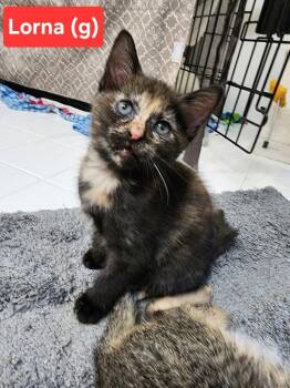 Lorna (In foster) -  Tortoiseshell Cat for Adoption in PORT WENTWRTH, Georgia - Lorna (In Foster) | PetCurious