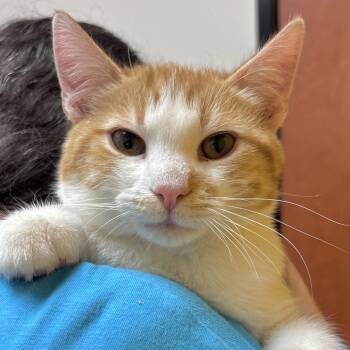 Jackson -  Domestic Short Hair Cat for Adoption in Sonora, California - Jackson | PetCurious