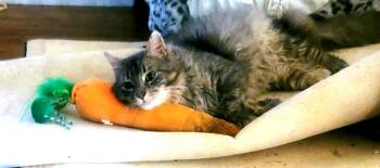 Maine Coon Cats Available for Adoption in Cedars, Pennsylvania - Winter | PetCurious