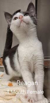 Reagan -  Domestic Short Hair Cat for Adoption in Amherst, Virginia - Reagan | PetCurious