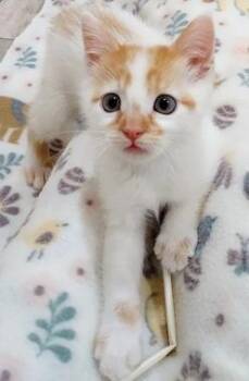 Cookie Dough -  Domestic Short Hair Cat for Adoption in North Highlands, California - Cookie Dough | PetCurious