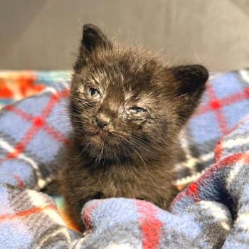 Cricket -  Domestic Short Hair Cat for Adoption in Redwood Valley, California - Cricket | PetCurious