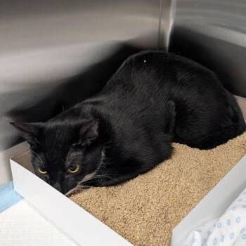 Velour -  Domestic Short Hair Cat for Adoption in Clearwater, Florida - Velour | PetCurious