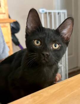 Watermelon -  Bombay and Domestic Short Hair Cat for Adoption in New York, New York - Watermelon | PetCurious