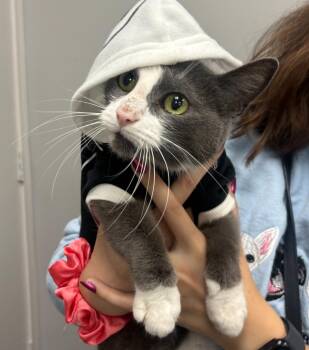 Rescue Domestic Short Hair Cats for Adoption in Lemont, Illinois - Stormi & Mama | PetCurious