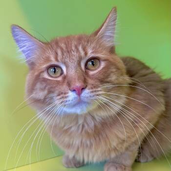 Lorax -  Domestic Long Hair Cat for Adoption in Pontiac, Michigan - Lorax | PetCurious