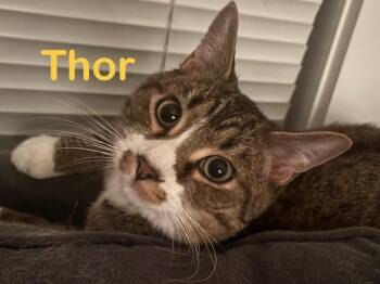 THOR (LOKI) Cat -  Domestic Short Hair Cat for Adoption in New Bern, North Carolina - THOR (LOKI) Cat | PetCurious