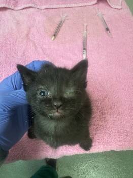 Rescue Domestic Short Hair Cats for Adoption in Raleigh, North Carolina - Lilly | PetCurious