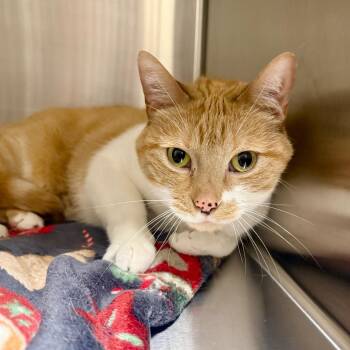 Dotty -  Domestic Short Hair Cat for Adoption in Cody, Wyoming - Dotty | PetCurious