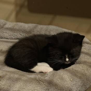 Nova Lichens -  Domestic Short Hair Cat for Adoption in Woodstock, Virginia - Nova Lichens | PetCurious