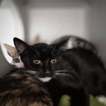 Zin -  Domestic Short Hair Cat for Adoption in Sacramento, California - Zin | PetCurious