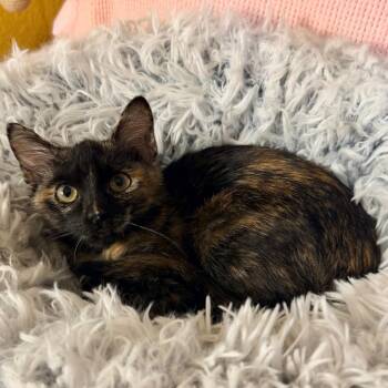 Sallie -  Domestic Short Hair Cat for Adoption in Lewisville, Texas - Sallie | PetCurious