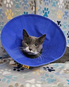 Danny -  Domestic Short Hair Cat for Adoption in Wabash, Indiana - Danny | PetCurious