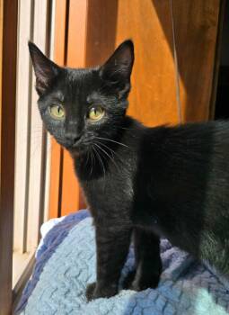 Rescue Domestic Short Hair Cats for Adoption in Sioux Falls, South Dakota - Soot | PetCurious