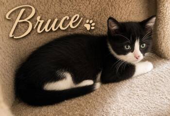 Bruce (FCID# 06/04/2026 - 43 West Chester PS) K -  Tuxedo Cat for Adoption in Greenville, Delaware - Bruce (FCID# 06/04/2026 - 43 West Chester PS) K | PetCurious