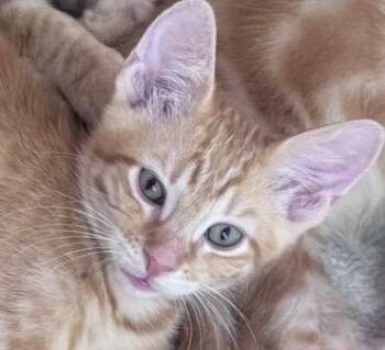 Bazooka -  Domestic Short Hair Cat for Adoption in San Antonio, Texas - Bazooka | PetCurious