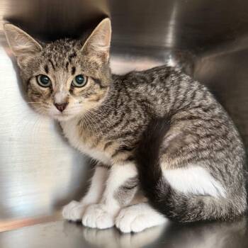 Papoi -  Domestic Short Hair Cat for Adoption in Chicago, Illinois - Papoi | PetCurious