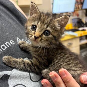 Pad Thai -  Domestic Short Hair Cat for Adoption in Nashville, Tennessee - Pad Thai | PetCurious