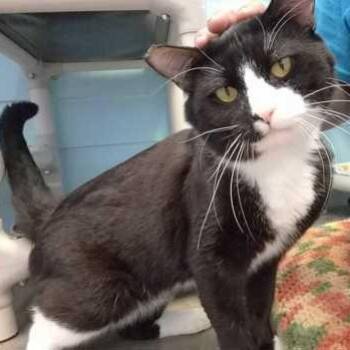CROWBAR -  Domestic Short Hair Cat for Adoption in Fernandina Beach, Florida - CROWBAR | PetCurious