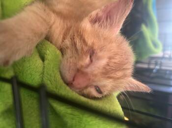 Honey Mustard -  Domestic Short Hair Cat for Adoption in Cincinnati, Ohio - Honey Mustard | PetCurious