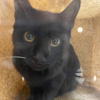 Orion -  Domestic Short Hair Cat for Adoption in Reno, Nevada - Orion | PetCurious
