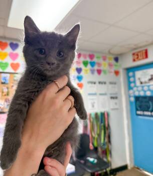 Domestic Short Hair Cats Available for Adoption in Columbia, South Carolina - Hair Tie | PetCurious
