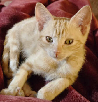 Rescue Domestic Short Hair Cats for Adoption in Encinitas, California - Mimi | PetCurious