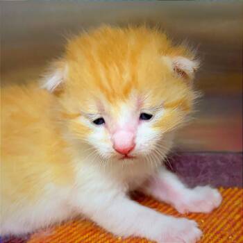 Banana Chill... -  Domestic Medium Hair Cat for Adoption in Hannibal, Missouri - Banana Chill... | PetCurious