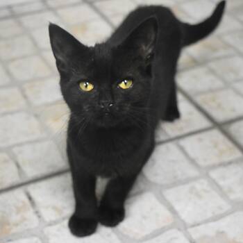 Black Bean -  Domestic Short Hair Cat for Adoption in St. Petersburg, Florida - Black Bean | PetCurious