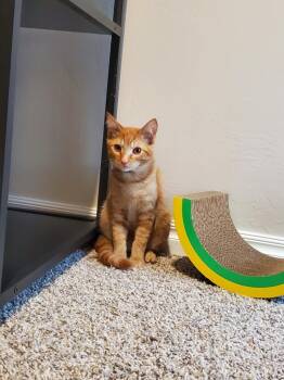 Rescue Domestic Medium Hair Cats for Adoption in Mustang, Oklahoma - Caramel | PetCurious