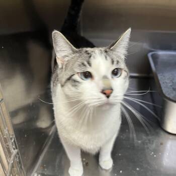 Leo -  Domestic Short Hair Cat for Adoption in Washington, Utah - Leo | PetCurious