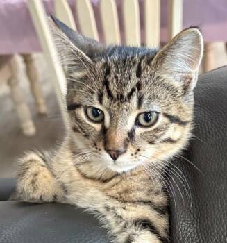 Rescue Domestic Short Hair Cats for Adoption in Cumberland, Maine - Tiger | PetCurious