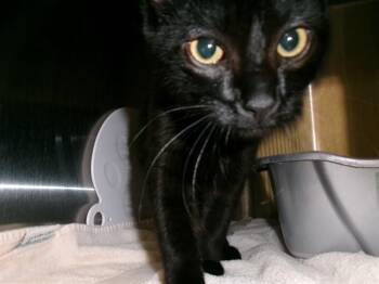 ASH -  Domestic Short Hair Cat for Adoption - ASH | PetCurious