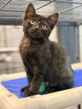 Pip -  Domestic Short Hair Cat for Adoption in Jackson, Michigan - Pip | PetCurious