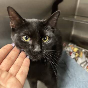 Rescue Domestic Short Hair Cats for Adoption in Middleburg, Florida - Varity 27492 | PetCurious