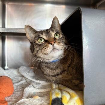 Oliver -  Domestic Short Hair Cat for Adoption in Chicago, Illinois - Oliver | PetCurious