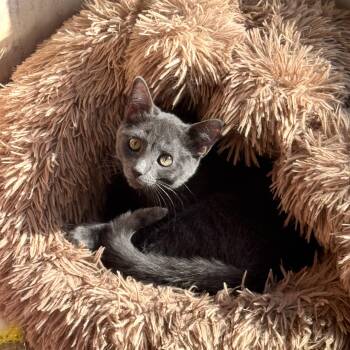 Rescue Domestic Short Hair Cats for Adoption in Springfield, Missouri - Jenny | PetCurious