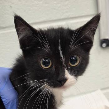 Jonathan Joestar -  Domestic Short Hair Cat for Adoption in Chattanooga, Tennessee - Jonathan Joestar | PetCurious
