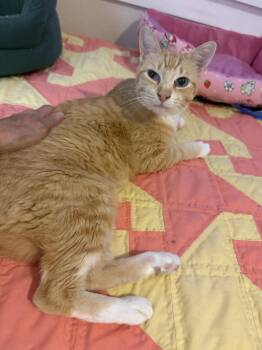 Maya -  Domestic Short Hair Cat for Adoption in Denver, Colorado - Maya | PetCurious