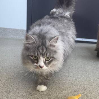 Moonpie -  Siberian Cat for Adoption in Naperville, Illinois - Moonpie | PetCurious