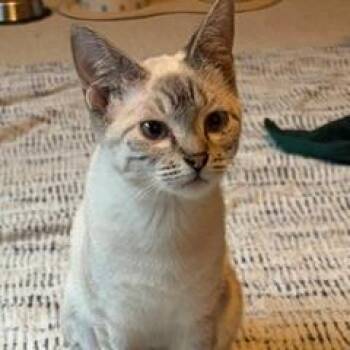 Phoenix -  Siamese and Domestic Short Hair Cat for Adoption in Green Bay, Wisconsin - Phoenix | PetCurious