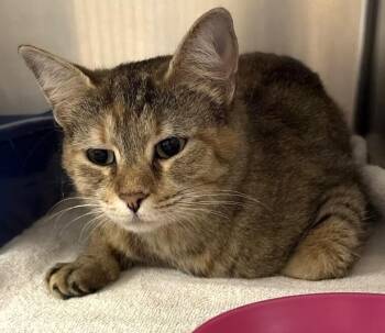 Sweetie -  Domestic Short Hair Cat for Adoption in Elyria, Ohio - Sweetie | PetCurious