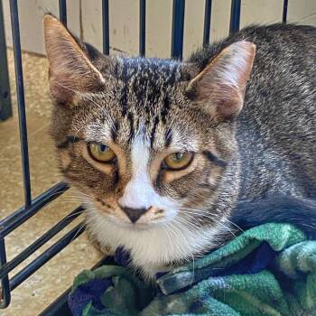 Jeffy -  Domestic Short Hair Cat for Adoption in Riverwoods, Illinois - Jeffy | PetCurious