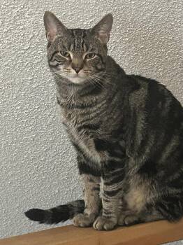 YOSEMITE -  Tabby and Domestic Short Hair Cat for Adoption - YOSEMITE | PetCurious