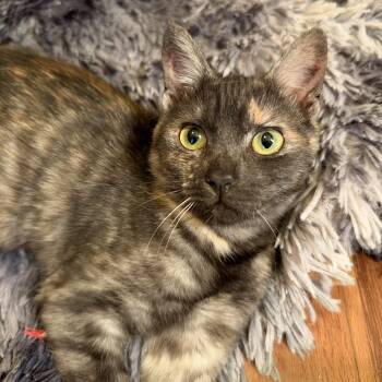 ROCKI -  Tortoiseshell Cat for Adoption in Alexandria, Louisiana - ROCKI | PetCurious