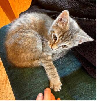 Darling Hazel is Ready to Meet You - CCC -  Torbie and Domestic Short Hair Cat for Adoption in San Luis Obispo, California - Darling Hazel Is Ready To Meet You - CCC | PetCurious