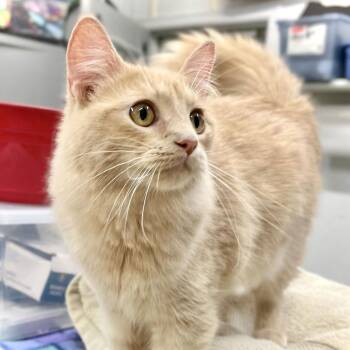 Domestic Long Hair Cats Available for Adoption in Saint Paul, Minnesota - Rylan | PetCurious