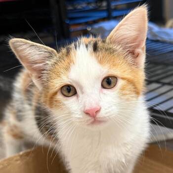 Abby -  Domestic Short Hair Cat for Adoption in Woodstock, Ontario - Abby | PetCurious